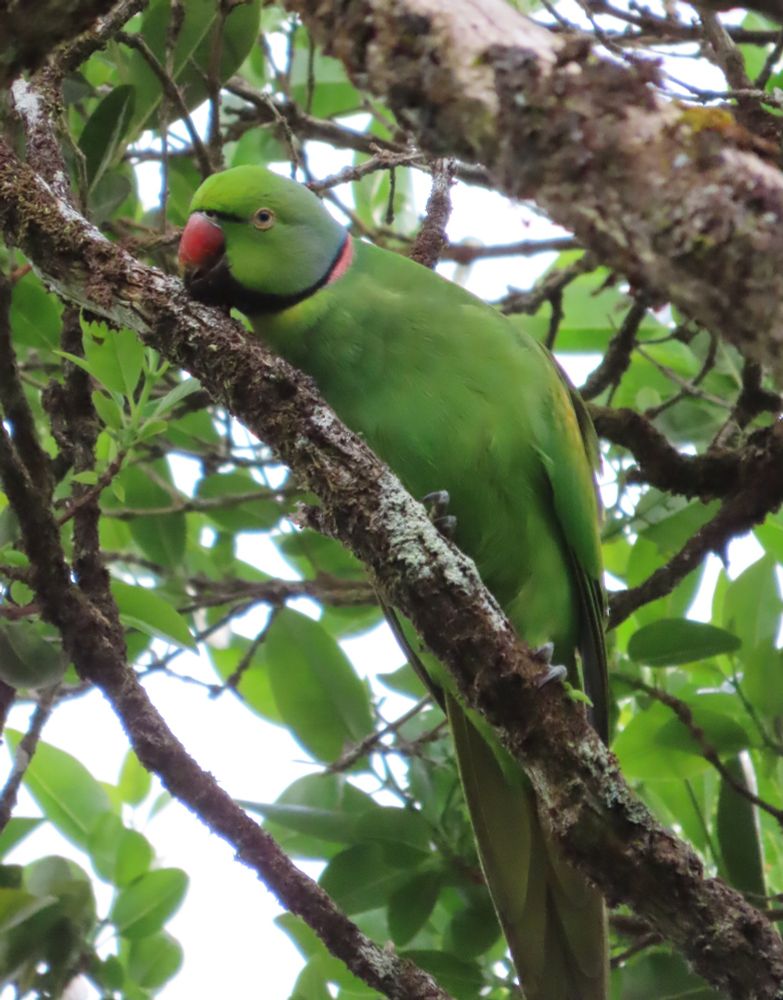 Echo Parakeet