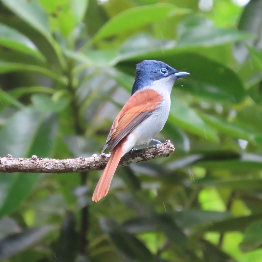 Mascarene Paradise Flycatcher
