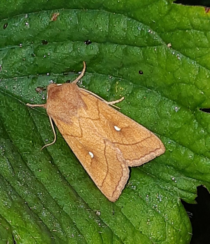 Brown-line Bright-eye