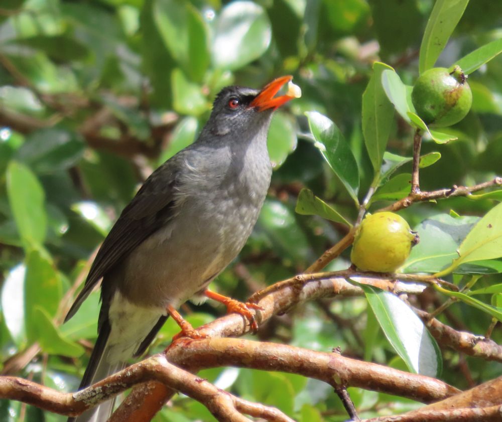 Mauritius Bulbul