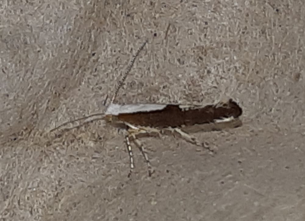 Argyresthia semifusca