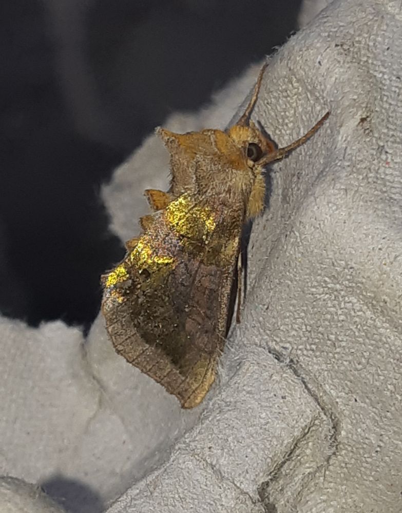 Burnished Brass