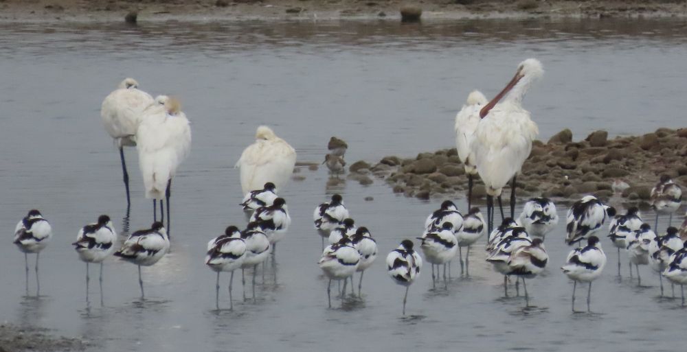 Spoonbills and Avocets