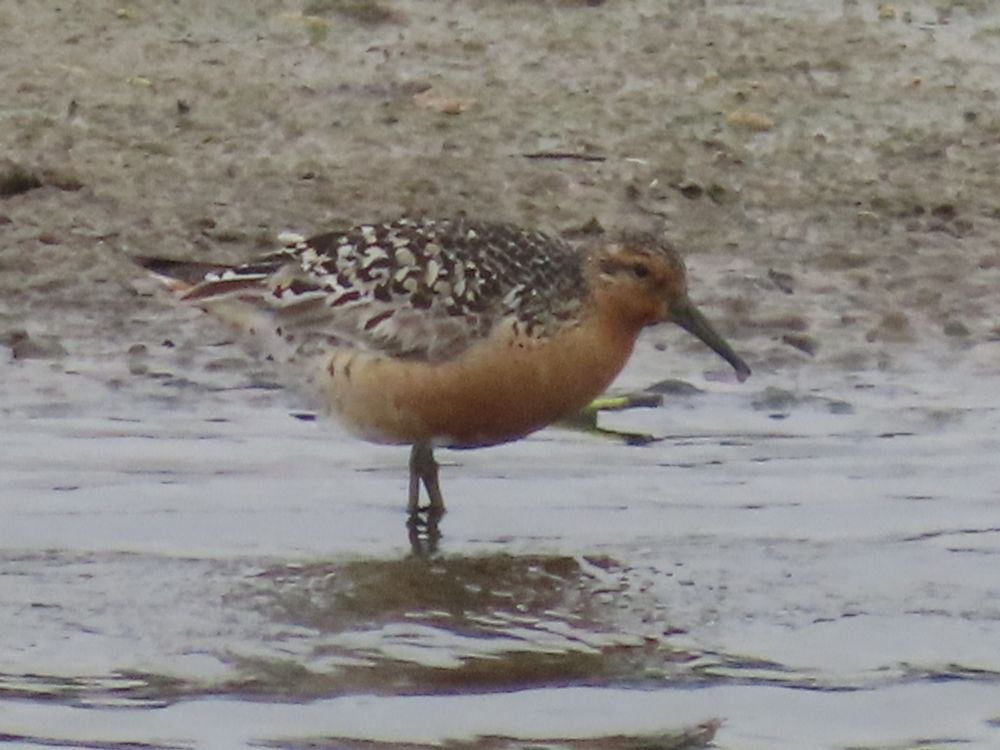 Red Knot