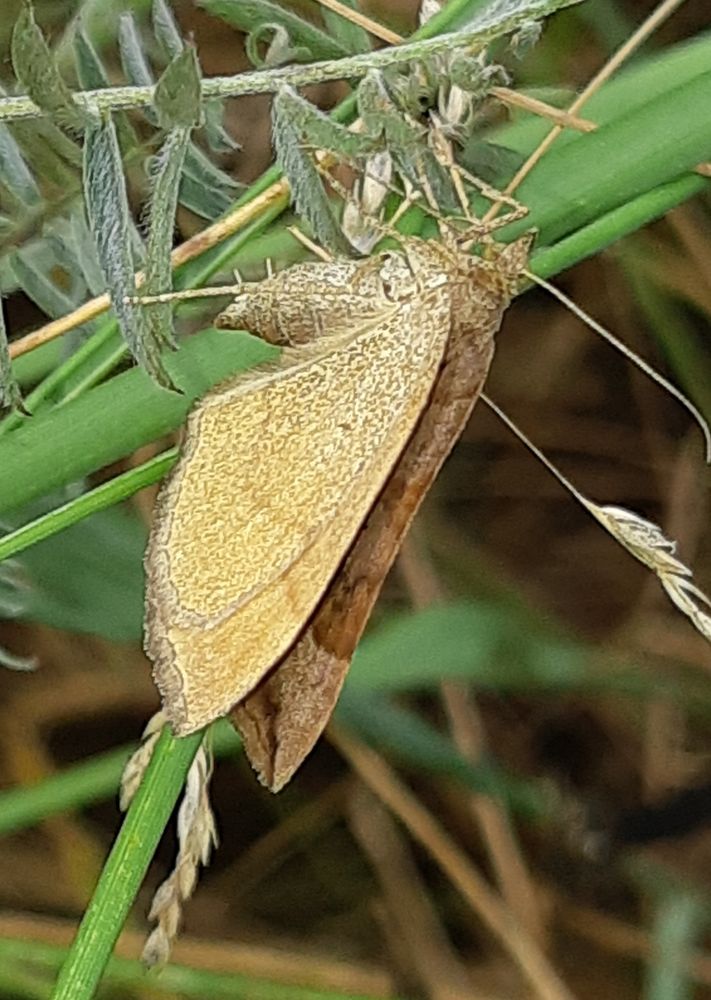 Shaded Broad-bar moth