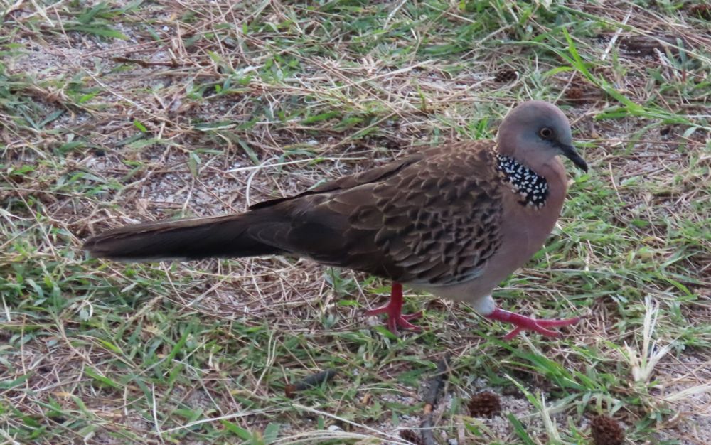 Spotted Dove