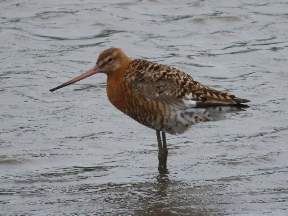 Black-tailed Godwit