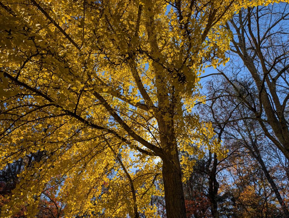 Looking up toward the sun through a tree with yellow leaves