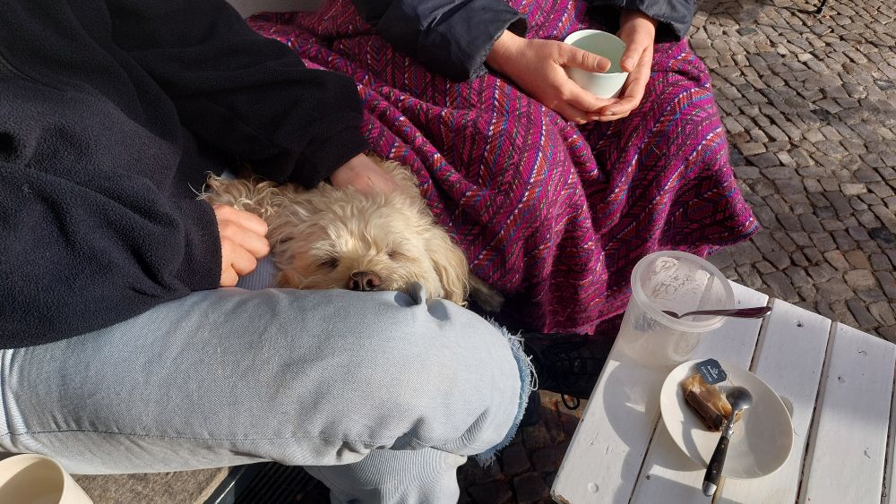 Hund schläft auf Schoss.