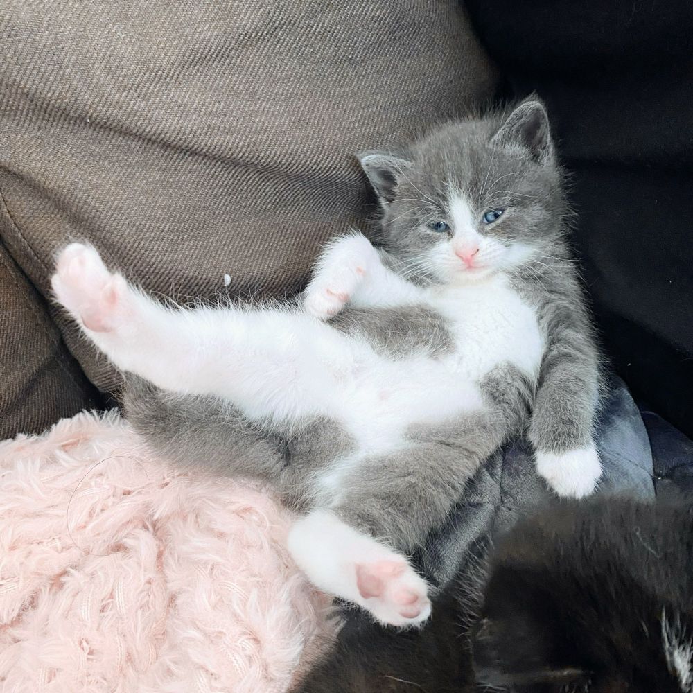 A grey and white kitten lying on her back with her eyes half closed and her back legs spread, showing off her cute pink toe beans.