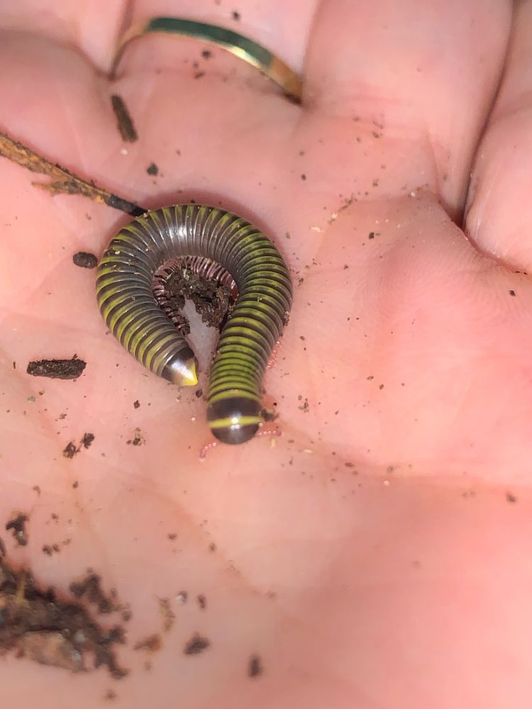 Gelb-dunkelgrau-gestreifter Tausendfüsser auf einer Hand. Eingekringelt wie ein Fragezeichen, etwa 4cm lang