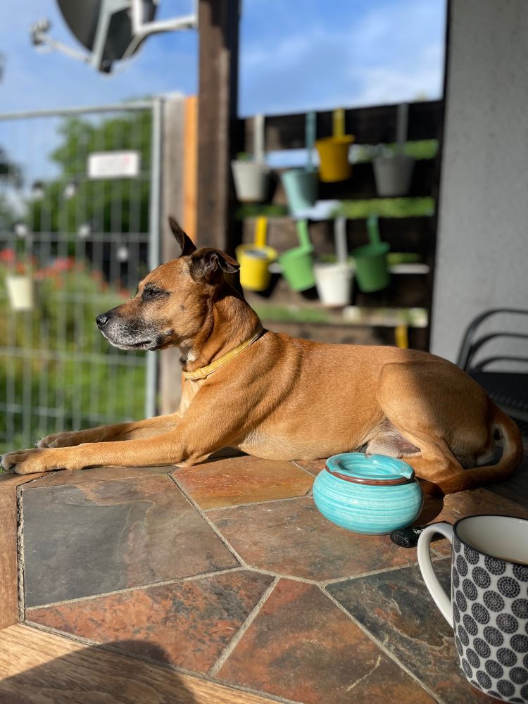Rehbrauner Hund mit einem Knick- und einem Stehohr liegt in Sphinx Pose auf dem braunen Fliesentisch neben ihm ein türkiser Aschenbecher, rechts vorne im Bild ein weiß schwarz gepunktete Kaffeetasse 