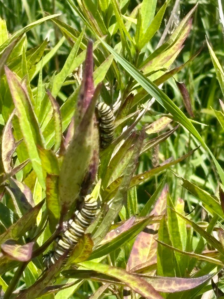 Two Monarch caterpillars munching on milkweed. 