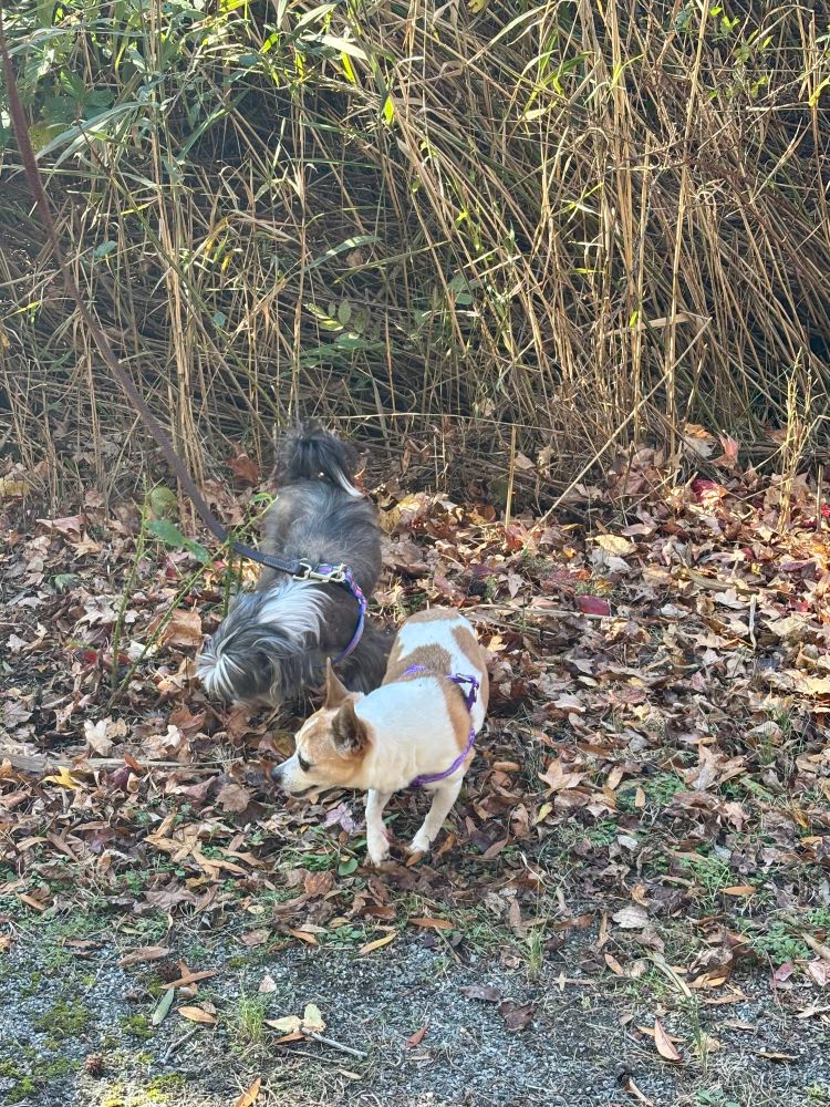 My two doofuses, a Chinese crested and a chihuahua, on the side of a trail. 
