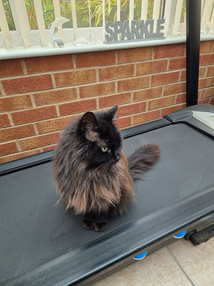 Fluffy black cat sits on a running machine runway