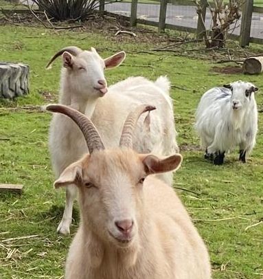 A close up of the previous photo showing the the second of three goats with its tongue out