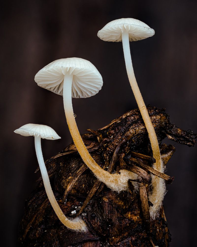 3 mushrooms with yellow stipes fading to white at the top with white gilled caps growing out of a douglas fir pinecone.  About 1.5cm tall.