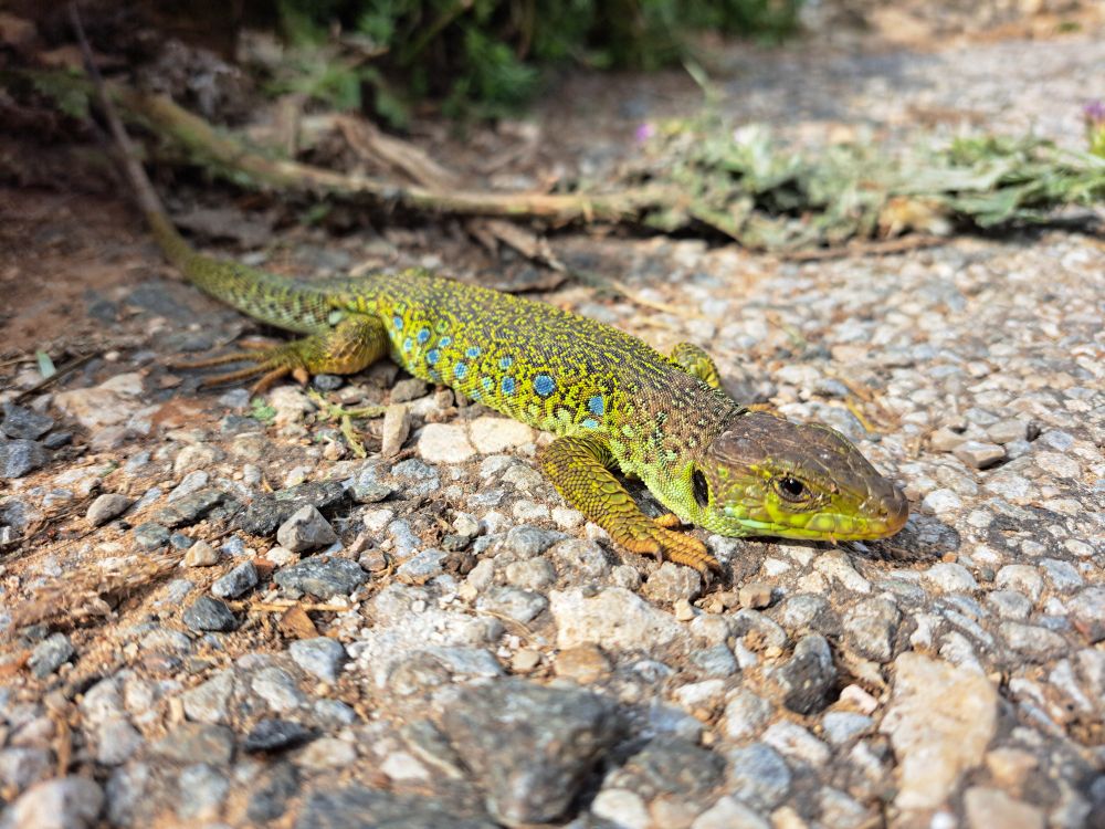 Lézard ocellé (Timon lepidus) prenant le soleil.