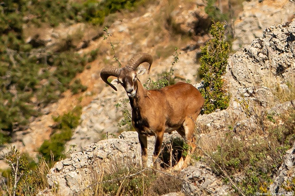 Mouflon méditerranéen (mâle).