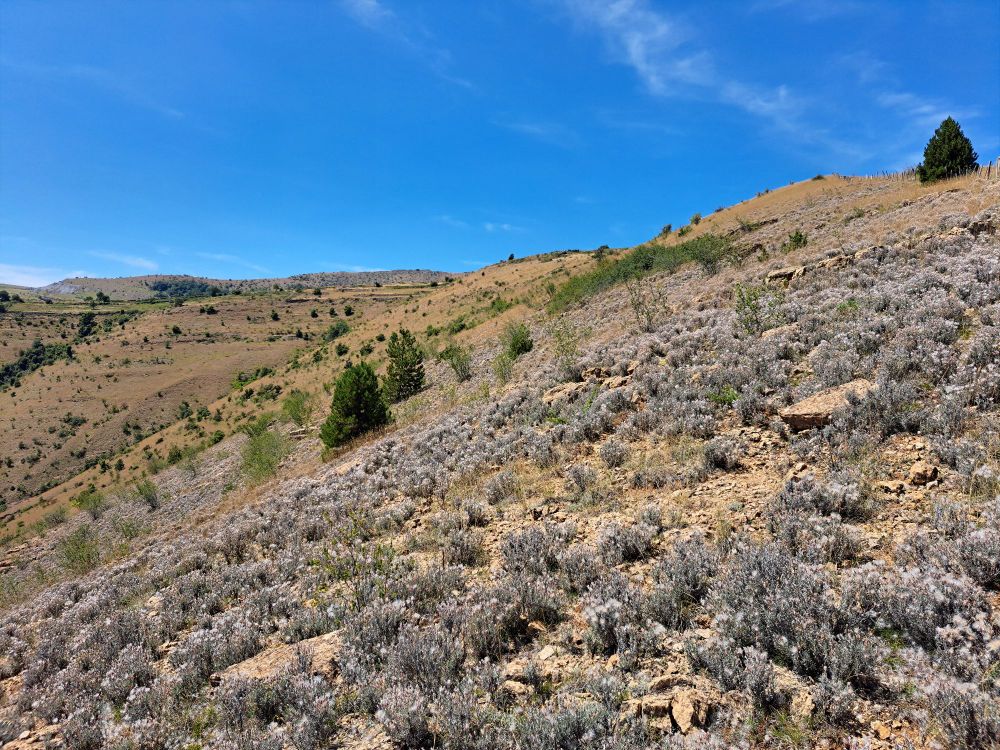Paysage de versant sec et rocailleux avec végétation éparse.