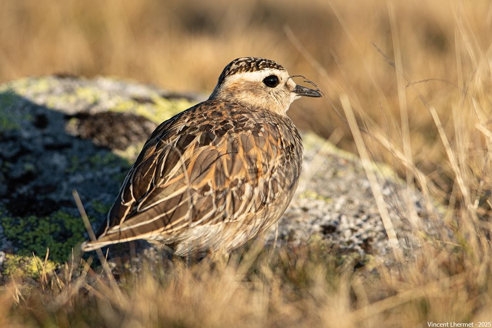 Pluvier guignard (oiseau) dans la lumière du soir