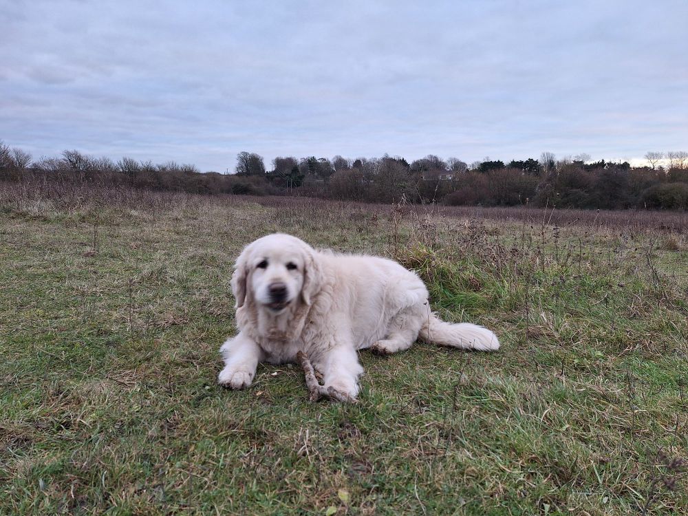 Image shows Sophie laying down with a stick on Butser Hill 