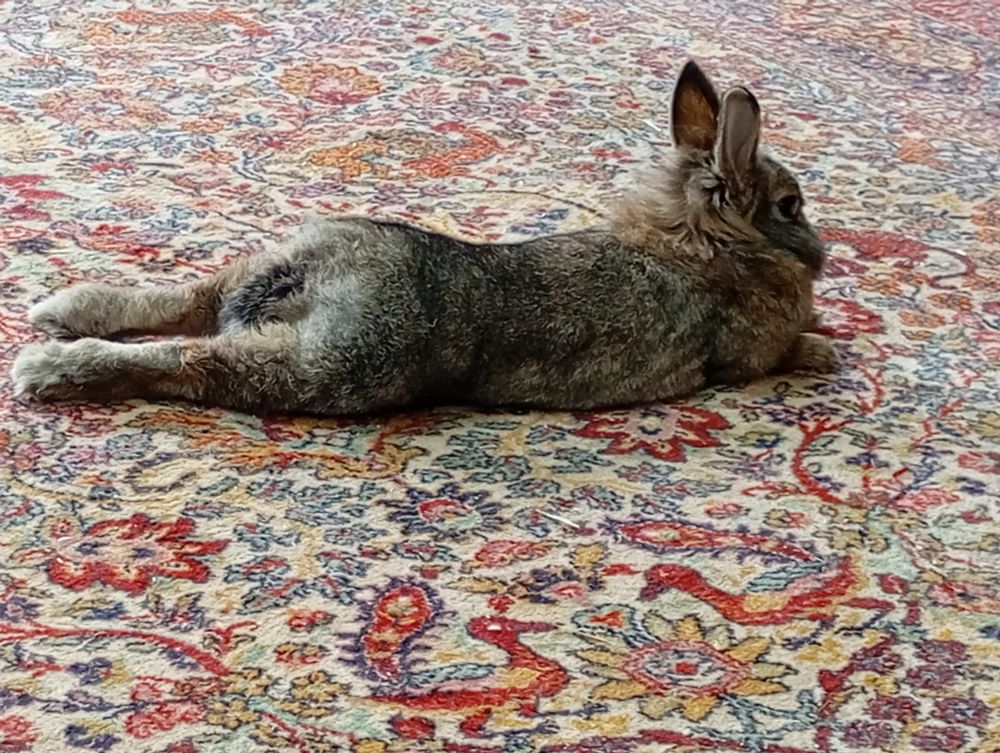 Lapin nain allongé sur un tapis fleuri, pattes arrières étendues 