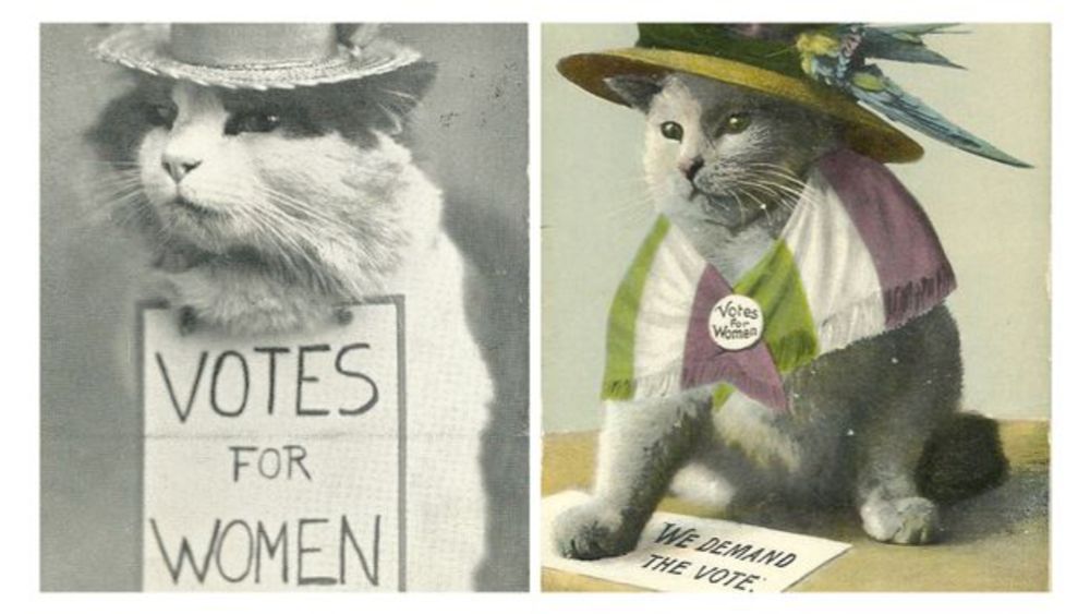 'Postcards are the email of their day': How cat memes went viral 100 years ago