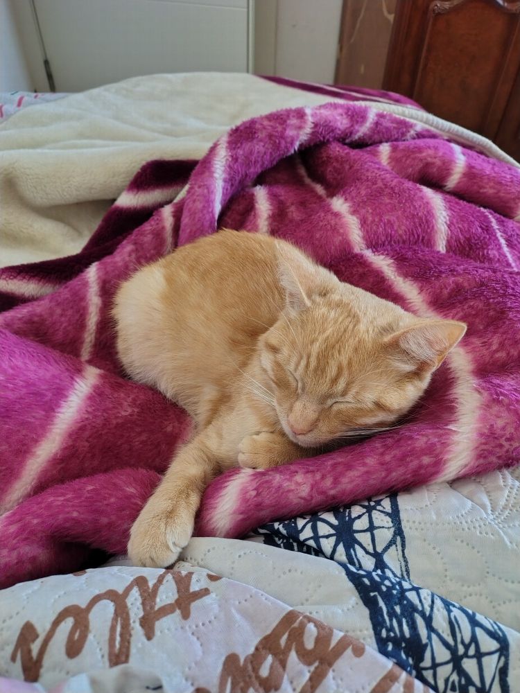 Un gato naranja con los ojos cerrados y las patas delanteras estiradas en una manta morada 