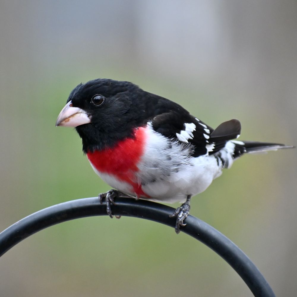 A male rose-breasted grosbeak (Pheucticus ludovicianus), a medium-large bird with black head, wing, back and tail feathers, a bright rose coloured patch on his white breast, and a strong beak, perches atop a black metal shepherd’s hook.