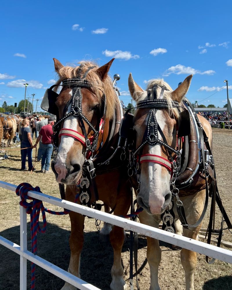 Two Belgian horses wait their turn at the Shawville Fair’s heavy horse pull event.
