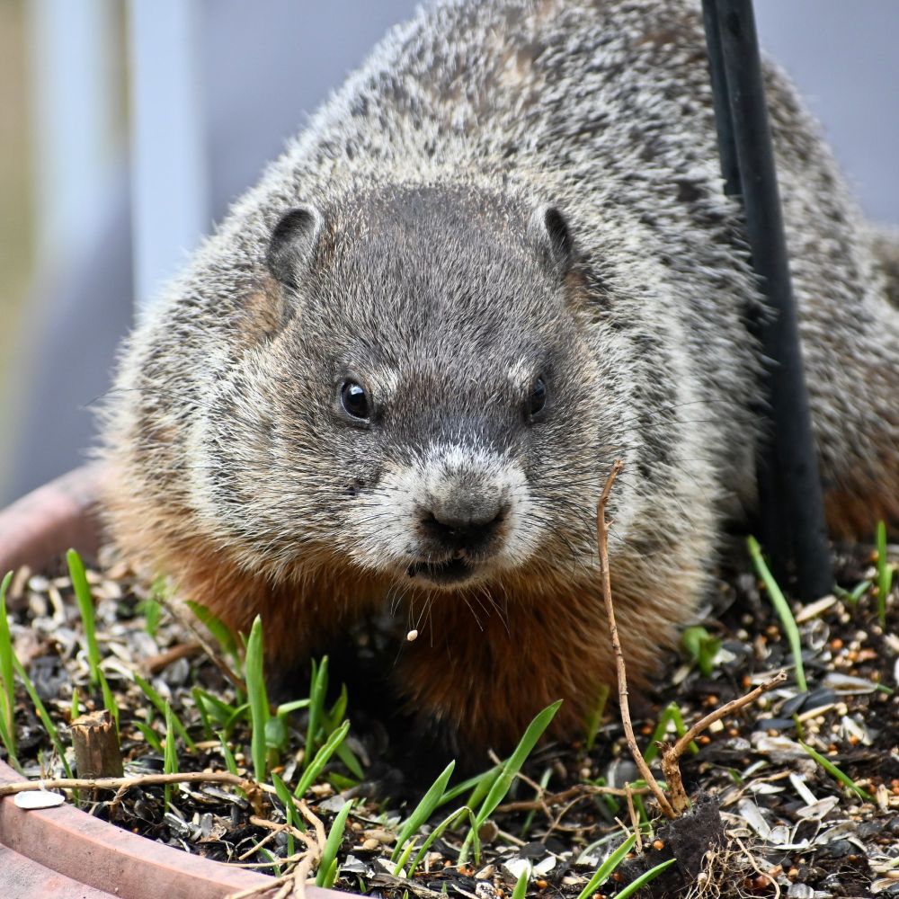 A groundhog (Marmota monax) forages for fallen seed in a large planter beneath a bird feeder.