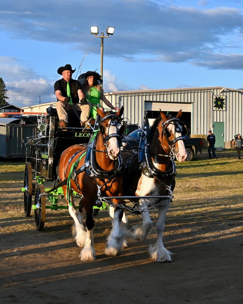 Two Clydesdale horses pulling a cart approach the entrance to the Shawville Arena.