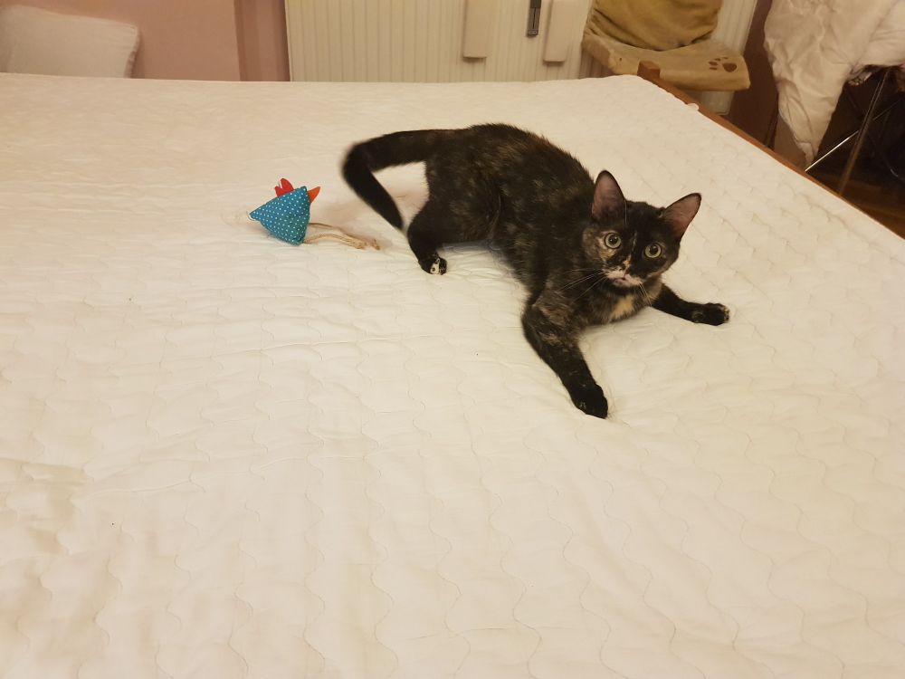 Tortie cat going all killy while I'm trying to change the sheets