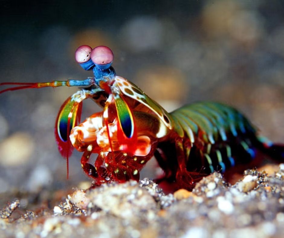 The mantis shrimp, or “Punchy” as I like to call him. 