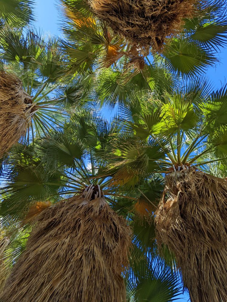 Standing in the middle of Dos Palmas desert fan palm oasis, surrounded by and looking up the trunks of four palms. The trunks are covered in tan skirts of old fronds and the live green fronds at the top spread from the trunks in circles. The brilliant blue sky can be seen through the spiky margins of the backlit fronds.  