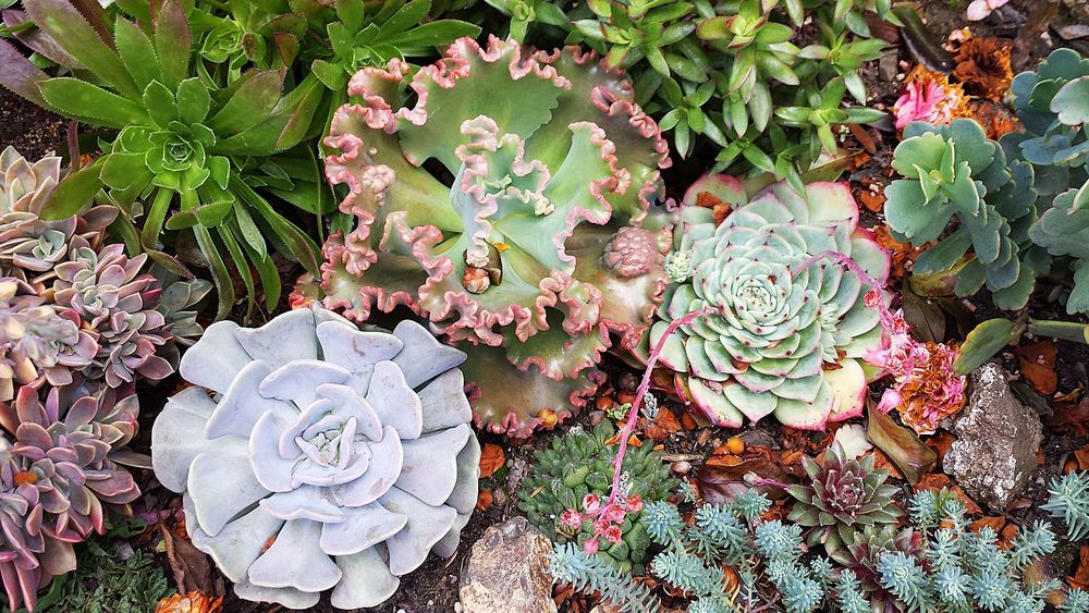 Close up photo of a succulent garden. Eight or 9 different types provide a variety of contrasting shapes, sizes, and colors. 