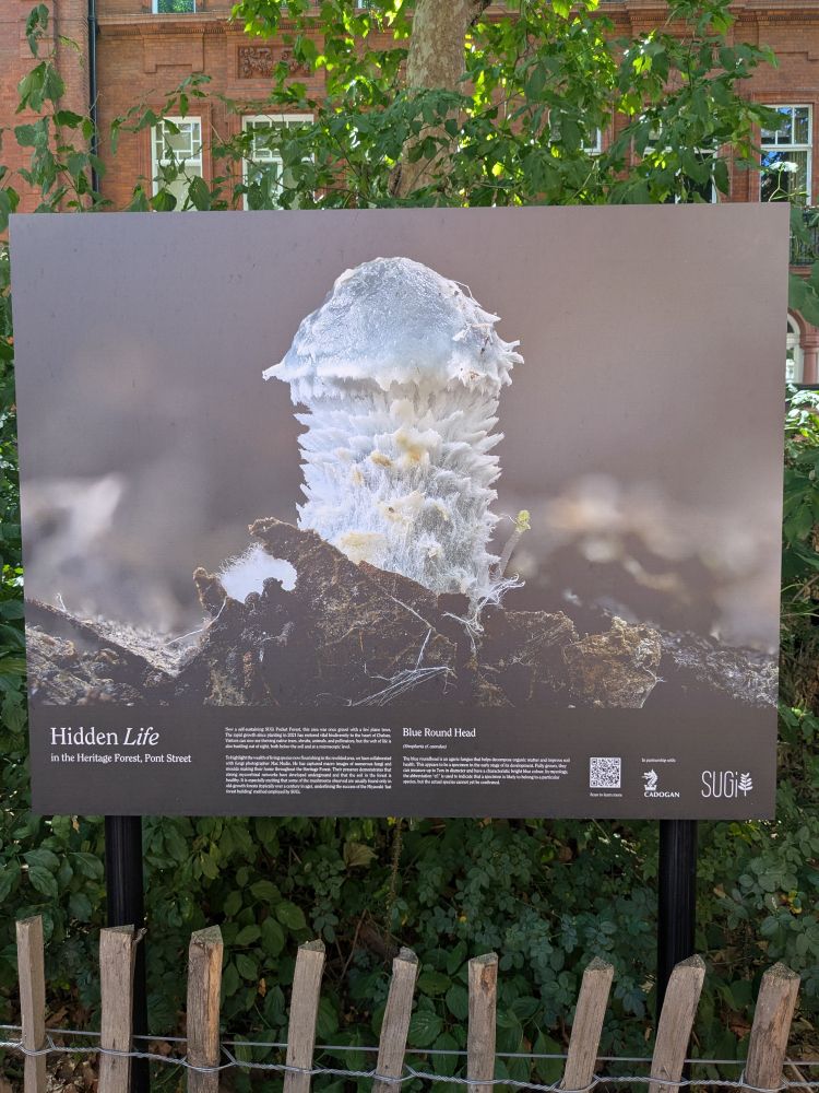 Photograph of a blue roundhead fungus