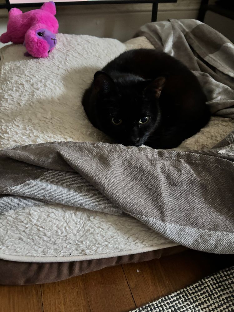 Black cat laying in dog bed looking at the camera 