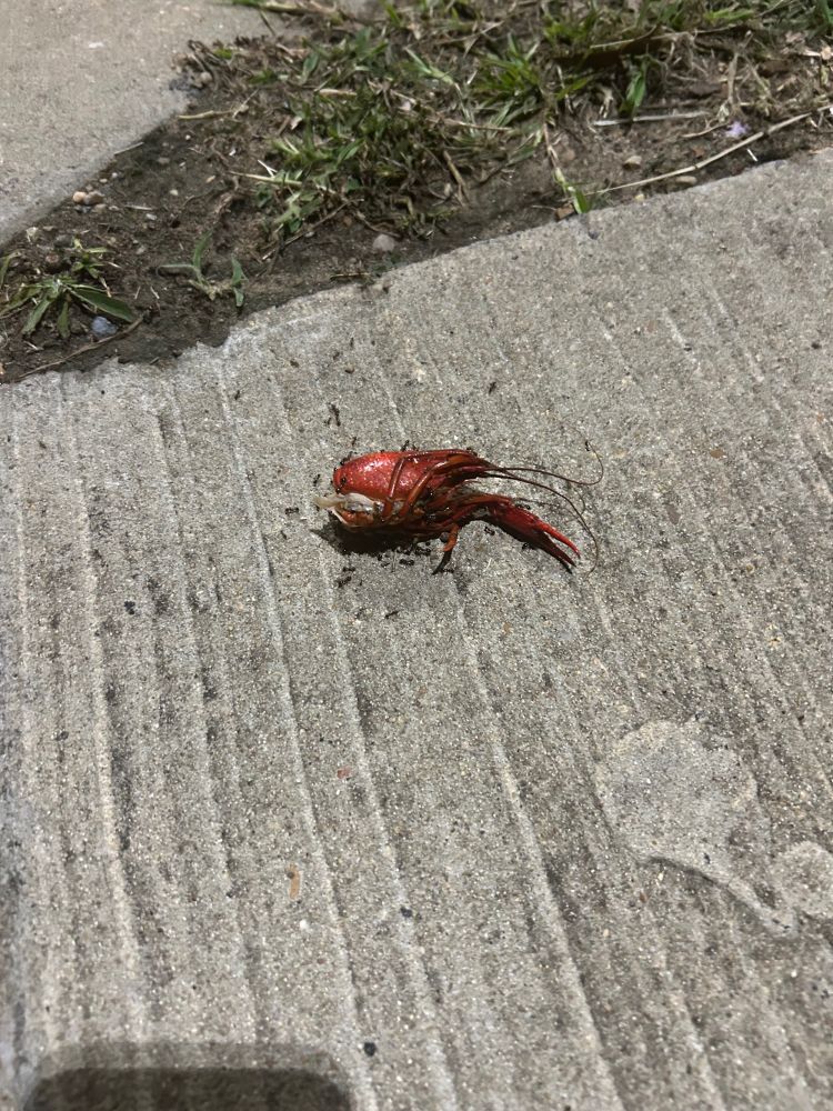 Crawfish shell on sidewalk