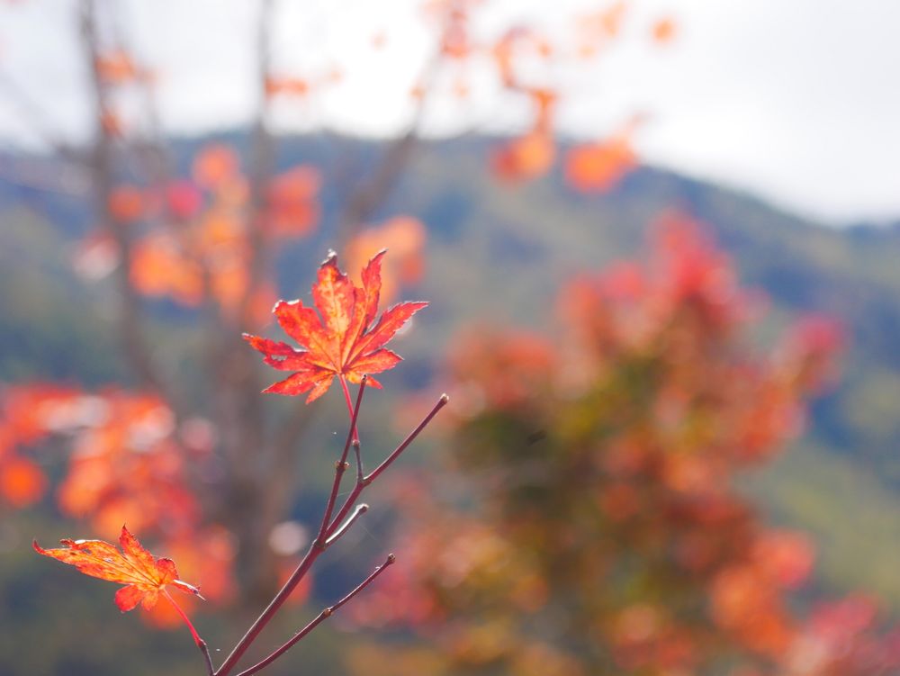 📷 オルトテキスト案
赤く染まったモミジの葉が枝先に二枚だけ残り、光を透かして輝いている。背景には紅葉した木々と山の稜線がやわらかくボケて写る。