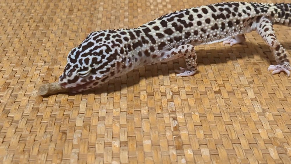 人工フードをとらえる瞬間、目を閉じてしまうヒョウモントカゲモドキ