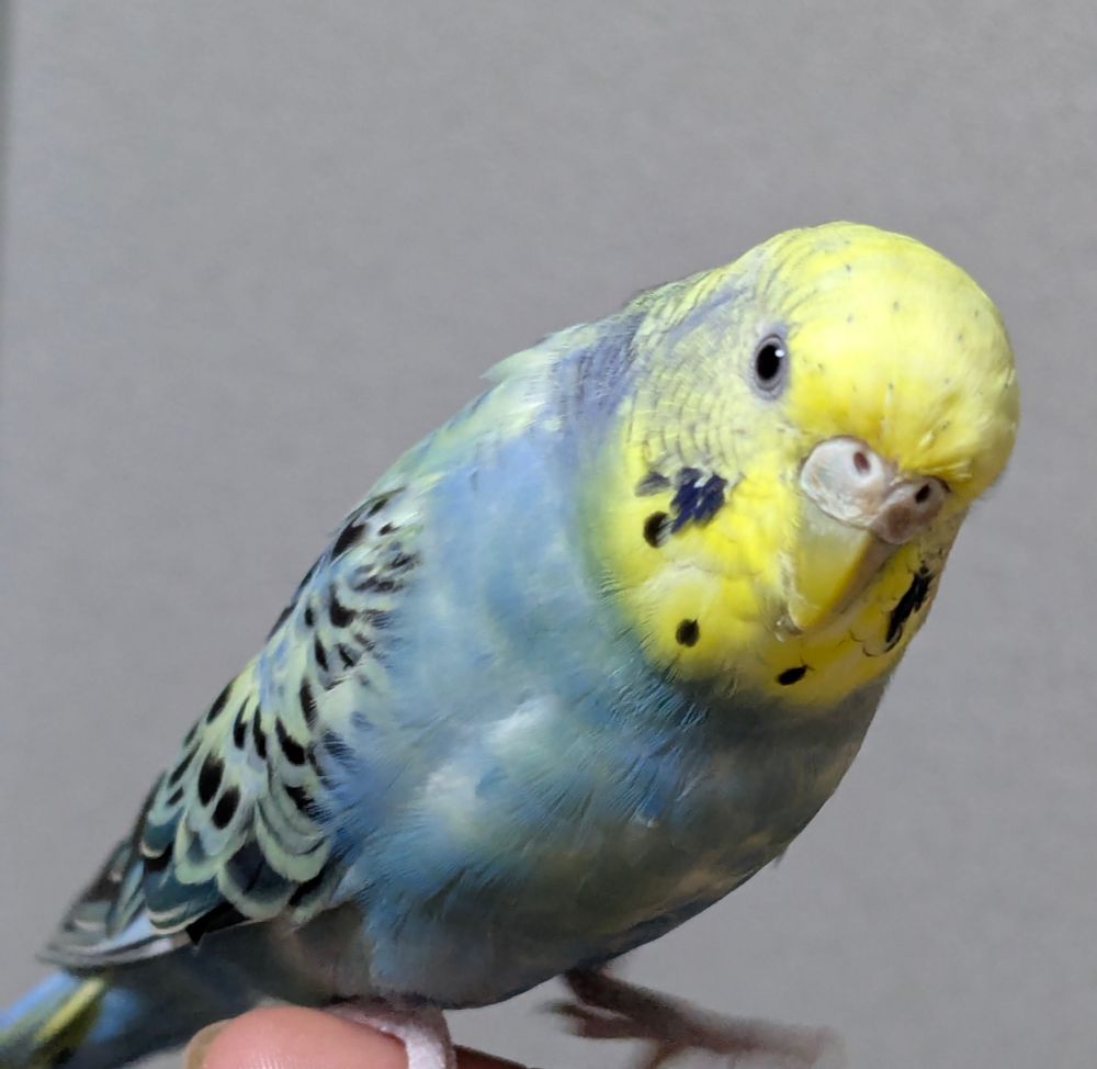 頭部がイエロー、首から下がブルーのセキセイインコが人の指にとまっている。
