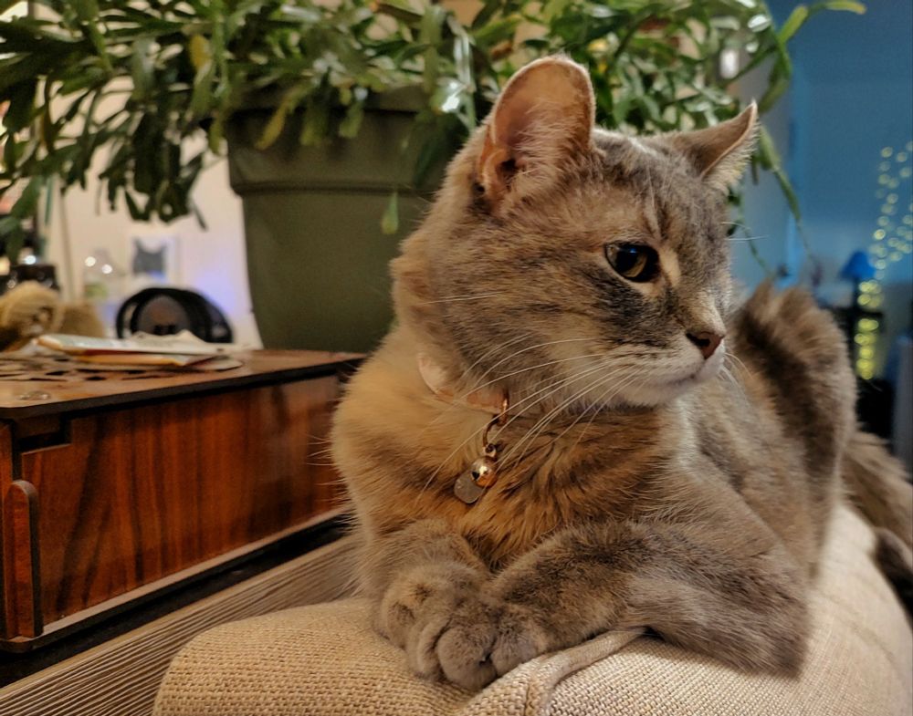 a picture of a cat looking to the right of frame with a plant and a wood box in the background.