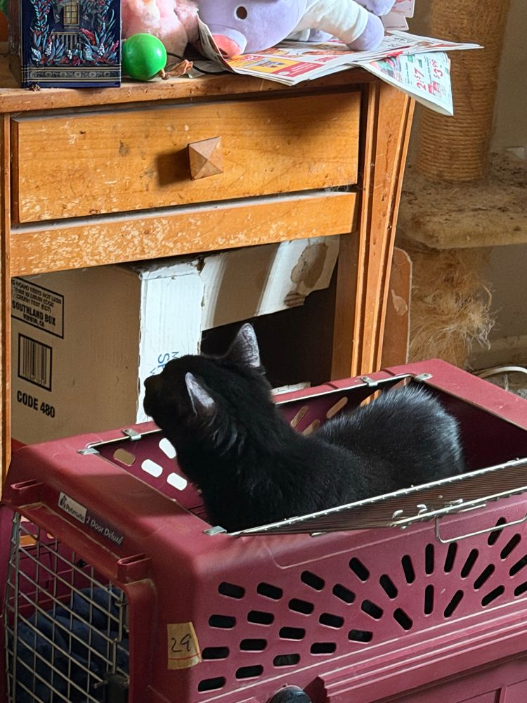 Iffy in her cat carrier 