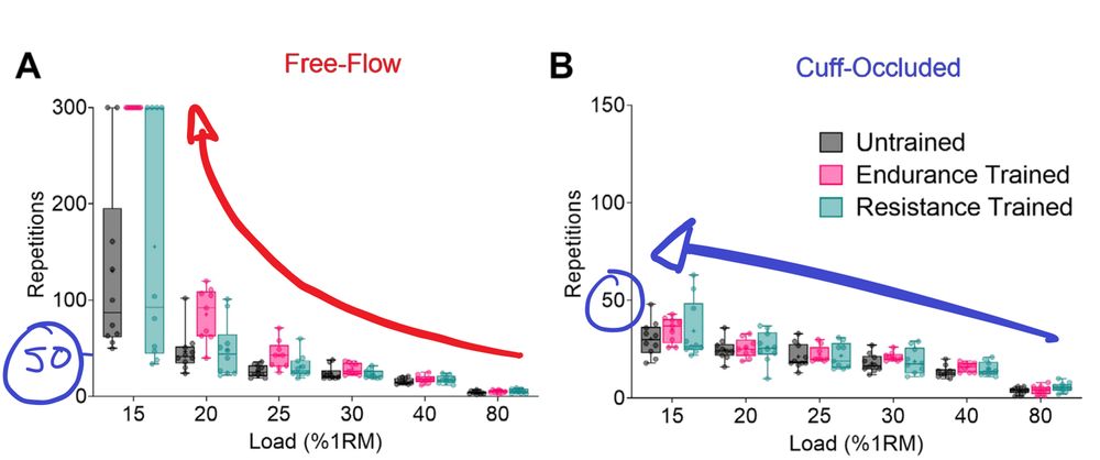 Figure showing number of repetitions for knee extensions at various loads percent of one rep max (1RM) for untrained (UT), endurance trained (ET), and resistance trained (RT) participants. Where reps and total work performed increases exponentially at lower loads in free-flow condition, up to a ceiling at 300 reps (20 minutes of continuous knee extension exercise). While reps and total work linearly increase only up to around 50 reps under cuff-occluded condition, where an external occlusion cuff is inflated during exercise, stopping the inflow of blood.