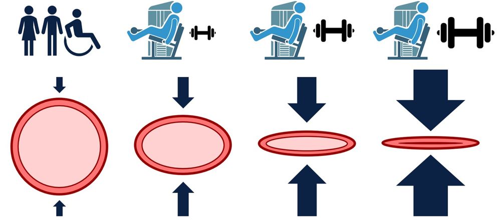 Schematic diagram of a capillary blood vessel compressing under increasing muscle contraction loads and intramuscular tension, causing progressive partial then complete occlusion against blood flow.