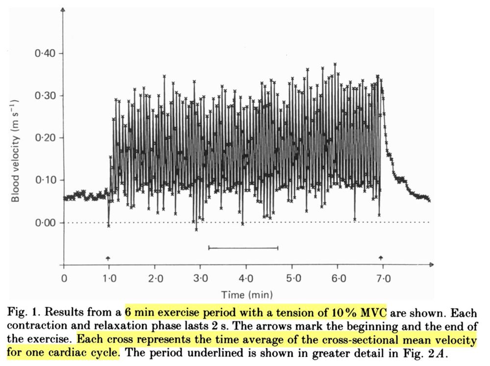Figure showing femoral blood flow velocity during knee extension at a tension of 10% maximal voluntary contraction (MVC). Blood flow reduces close to zero during contraction phases, and increases during relaxation phases. https://physoc.onlinelibrary.wiley.com/doi/10.1113/jphysiol.1988.sp017332