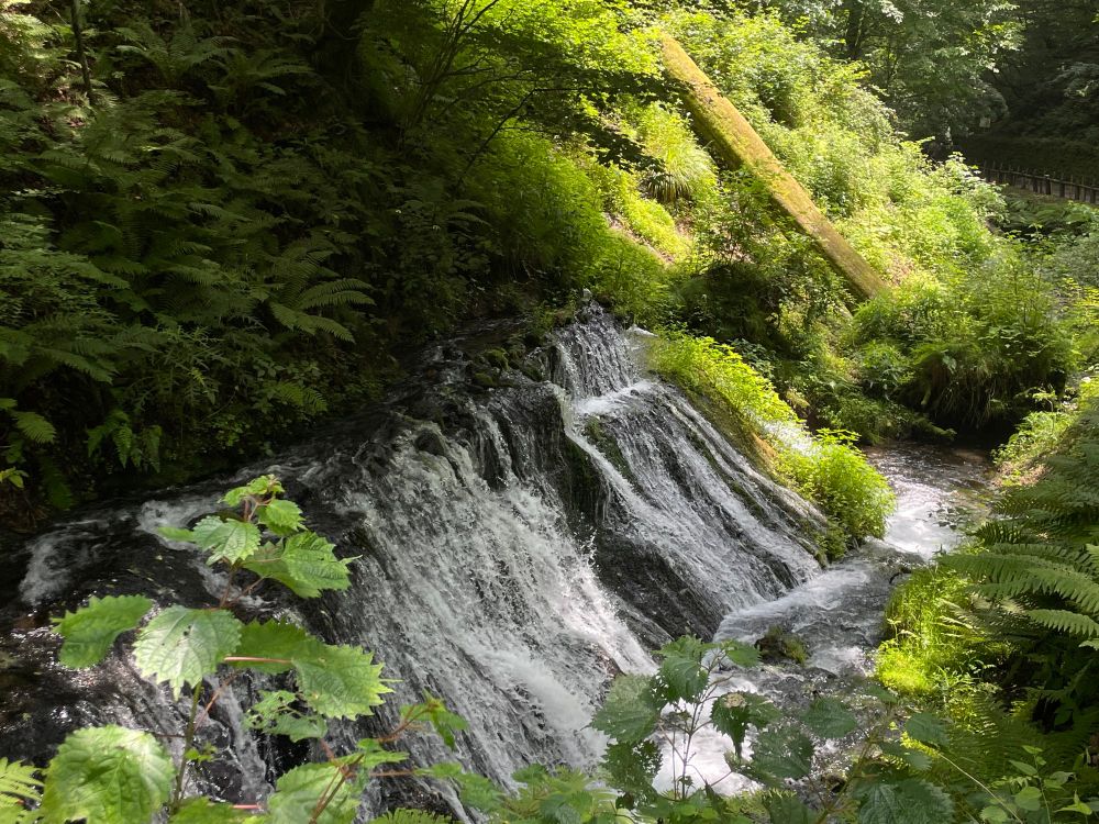 長野県 白糸の滝のすぐそば 背の高い木が倒れており苔むしている 光で照らされた植物と滝