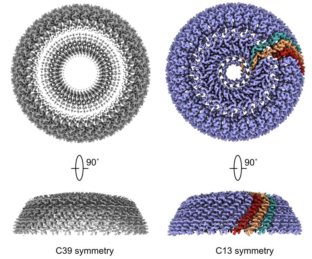 At left, a reconstruction of the vault cap with C39 symmetry imposed; at right, the reconstruction after identifying the correct symmetry, with the three non-equivalent protomers highlighted.